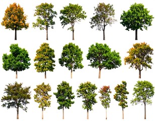 Collection of various trees against a white background (4)