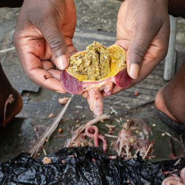 Raw turkey gizzard in hand, raw poultry gizzard being cleaned