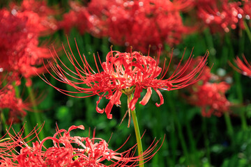 Red spider lilies