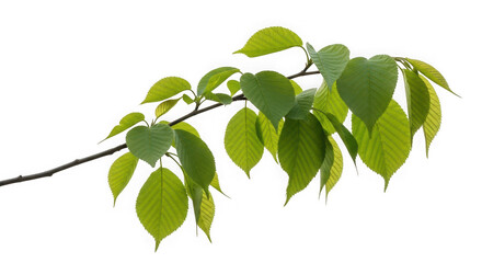Obraz premium Green leaves on a branch isolated on transparent background for natural decoration