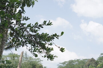 Vibrant green foliage reaching towards a serene, partly cloudy sky on a bright day, illustrating nature's peaceful embrace and the tranquil beauty of an outdoor environment