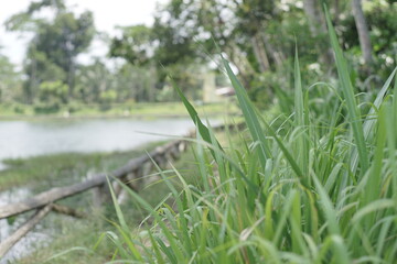 Vibrant green grass in focus with a tranquil lake and trees blurred in the background. A peaceful natural landscape scene conveying serene beauty