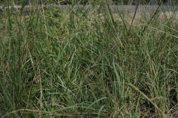 Fototapeta premium Lush, Untamed Green Grass and Wild Weeds Flourishing Naturally in a Vibrant Outdoor Setting, Capturing the Essence of Uncultivated Nature and Growth