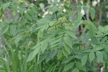 Vibrant green leaves of a flourishing plant captured in natural light, displaying fresh foliage and the beauty of botanical growth in an outdoor garden environment