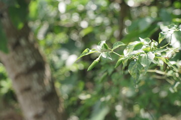 Close-up of fresh green chili peppers growing on a healthy plant branch in a sunlit garden, showcasing organic produce and vibrant leaves against a soft, blurred natural background