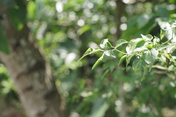 Delicate green leaves bathed in soft natural sunlight, showcasing the vibrant textures and tranquil beauty of flourishing nature in a peaceful outdoor environment