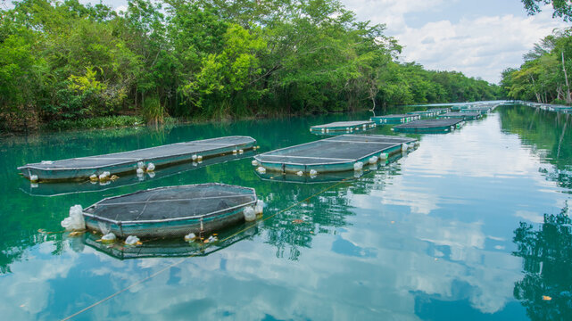 Vista panor&aacute;mica del sistema de cultivo de tilapias en jaulas flotantes sobre el r&iacute;o Champot&oacute;n, en la localidad de Ulumal, Campeche, M&eacute;xico. Pr&aacute;ctica sustentable de acuacultura.