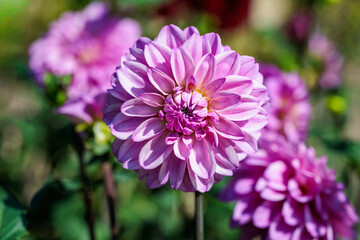 Beautiful purple dahlia flowers blooming in the garden.