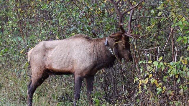Bulk elk rubbing antlers in saplings to sharp antlers remove fuzz. 