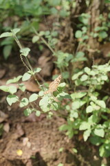Obraz premium Close-up of a small, delicately patterned insect with speckled wings resting peacefully on a vibrant green leaf, captured in its natural habitat, highlighting its intricate details and serene presence