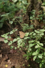 Close-up of a beautiful spotted brown butterfly perched peacefully on a lush green leaf amidst a verdant forest, highlighting the intricate details of insect life and the quiet charm of wildlife
