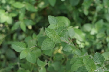 Detailed view of fresh, verdant green plant leaves thriving outdoors, embodying natural vitality and the pure essence of organic growth