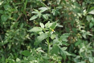 Detailed view of lush green plant leaves and tiny white flowers with yellow centers, showcasing the beauty of natural flora in a vibrant outdoor setting