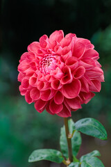 Close-up of beautiful blooming red dahlia flower in summer garden.