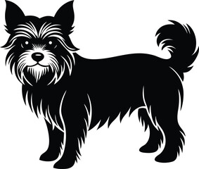 : Yorkshire terrier standing alert isolated on white background