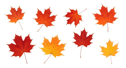 Fototapeta premium Collection of colorful autumn maple leaves isolated fall season design elements isolated PNG with Transparent Background