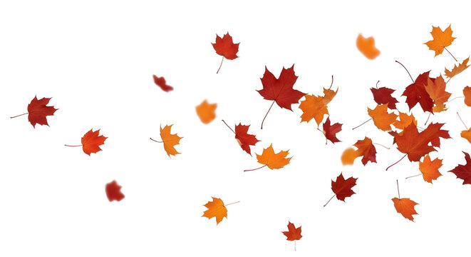 Red and orange autumn maple leaves floating and falling banner design element isolated PNG with Transparent Background