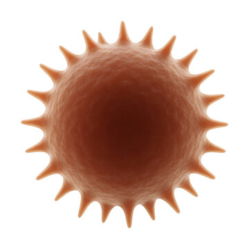 Burr cell featuring uniformly spaced, short projections along the membrane.