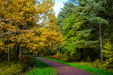 Obraz premium road in autumn forest