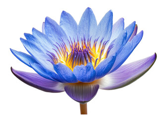 Blue lotus blossom, petals open, yellow & purple center