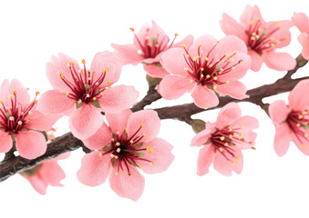 Pink blossom branch; dark stamens. Isolated on black
