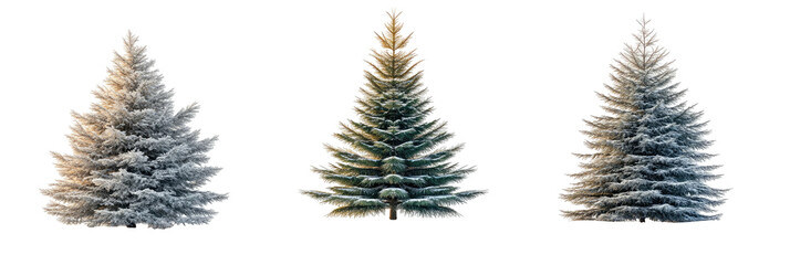 Trio of snowy, conical evergreen trees on a dark background