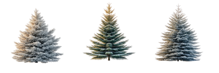 Trio of snowy, conical evergreen trees on a dark background