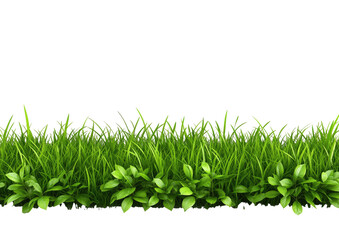 Lush green grass border against black