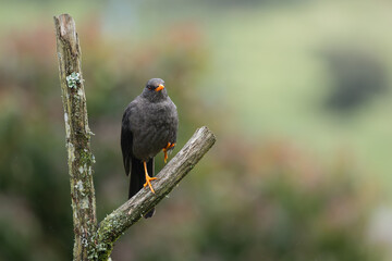 Great Thrush (Turdus fuscater) perched on a mossy branch in the Andean highlands of Ecuador