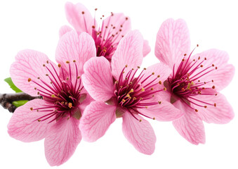 Pink flowers in bloom, close-up, on a branch, delicate
