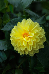 Close-up of beautiful blooming yellow dahlia flower in summer garden.