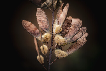 Maple seeds