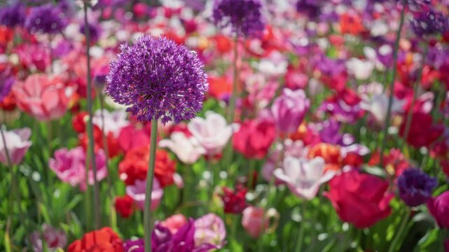 Vibrant allium flowers with purple blooms surrounded by colorful tulips in a blooming garden in the netherlands under bright sunlight.