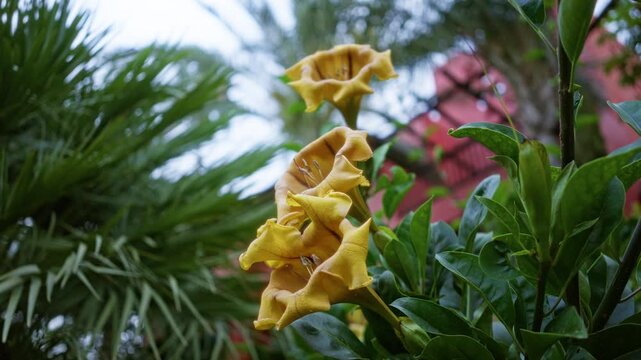 Closeup of vibrant solandra maxima flowers with lush green foliage and palm trees in a sunny spanish garden backdrop, highlighting the rich yellow hue and unique trumpet shape.