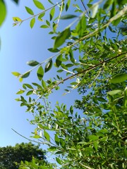 Fresh green henna (Lawsonia inermis) leaves captured in natural sunlight against a clear blue sky.