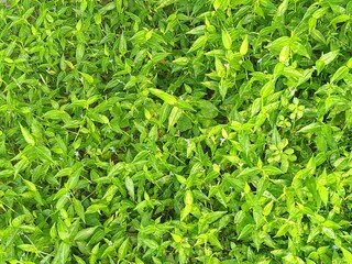 A close-up view of vibrant green Asiatic dayflower (Commelina communis) plants covered with lush leaves and tiny blue blossoms. Perfect for backgrounds, eco design, gardening, or botanical nature conc