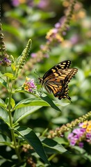 Swallowtail Butterfly Sipping Nectar from a Butterfly Bush Blossom.