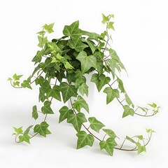 Lush English Ivy Plant - A Symbol of Resilience and Growth.