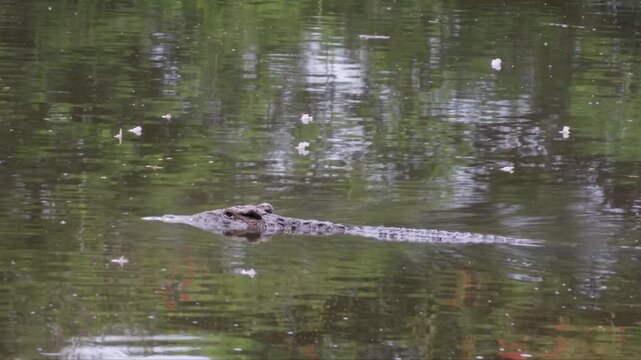 Cuban crocodile (crocodylus rhombifer), endemic type in Cuba, swimming in lake, slight motion blur