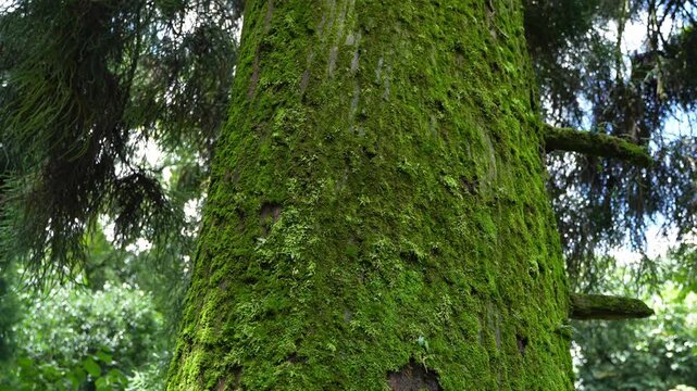 Parasitic plant moss living on pine trees