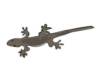Lizard in continuous line drawing style