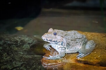 Exploring the Pond Habitat: The Vital Role of Frogs in Amphibian Wildlife and Their Impact on the Water Environment