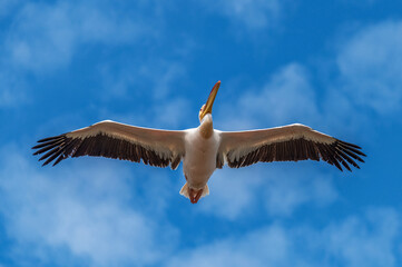 Gros plan sur un pélican en vol les ailes déployées