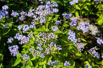 Eupatorium celestinum flowers blooming in the summer garden.