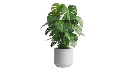 Lush monstera plant in a modern pot isolated on transparent background