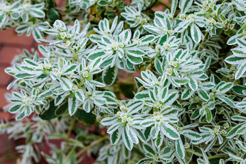 Euphorbia marginata blooming in the summer garden.