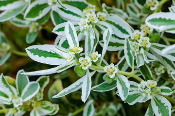 Obraz premium Euphorbia marginata blooming in the summer garden.