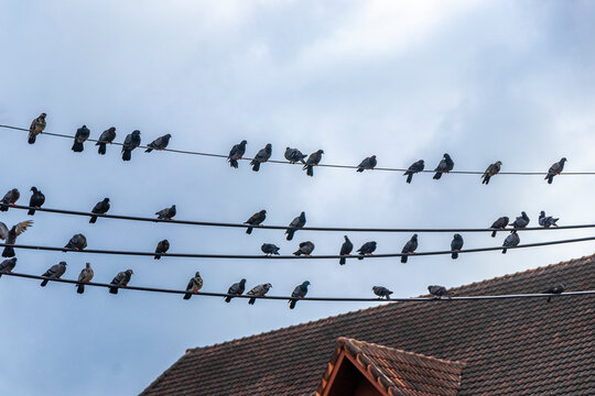 Many pigeons sitting on power pole and cables in Thailand.