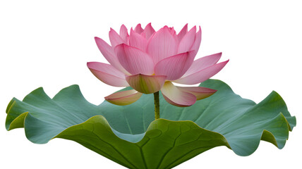 Delicate pink lotus flower blooming with large green leaves against black background