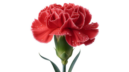 Vibrant red carnation flower with water droplets on petals isolated on black